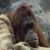 1008.gif