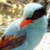 530.gif