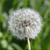 1453.gif